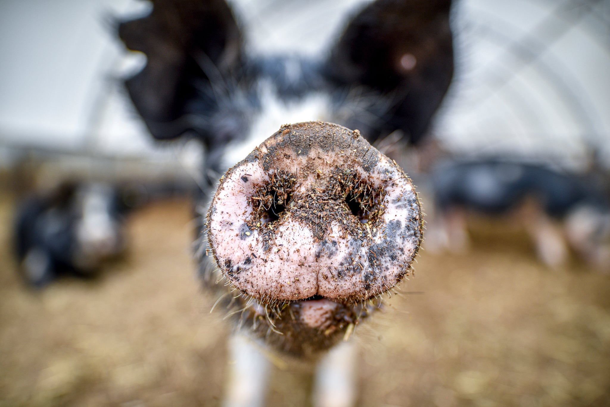 pastured pork