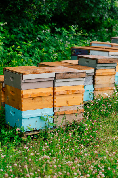 honey bee hives