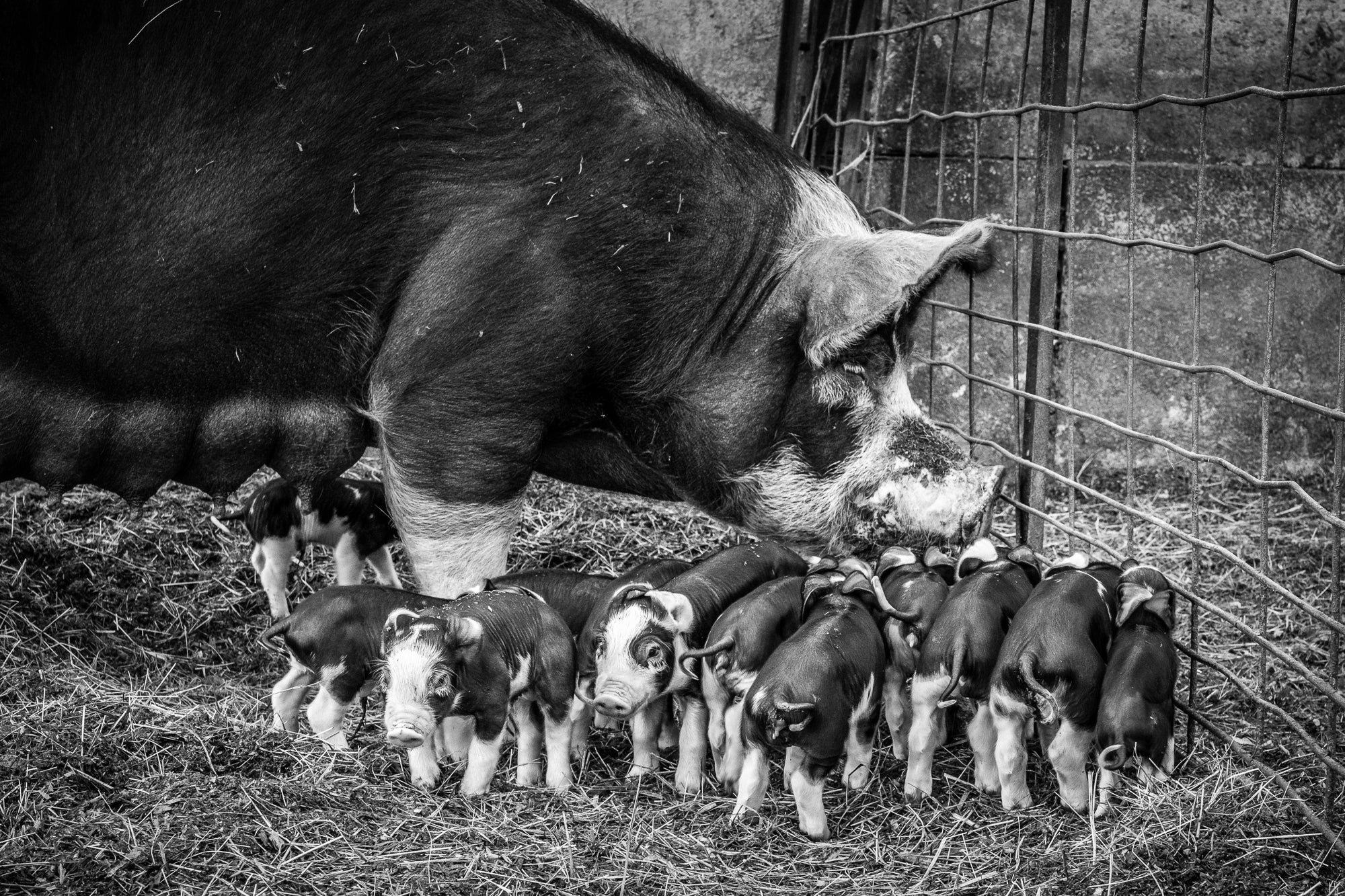 local pork farm