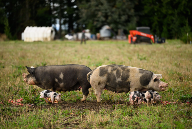 local pig farm tour